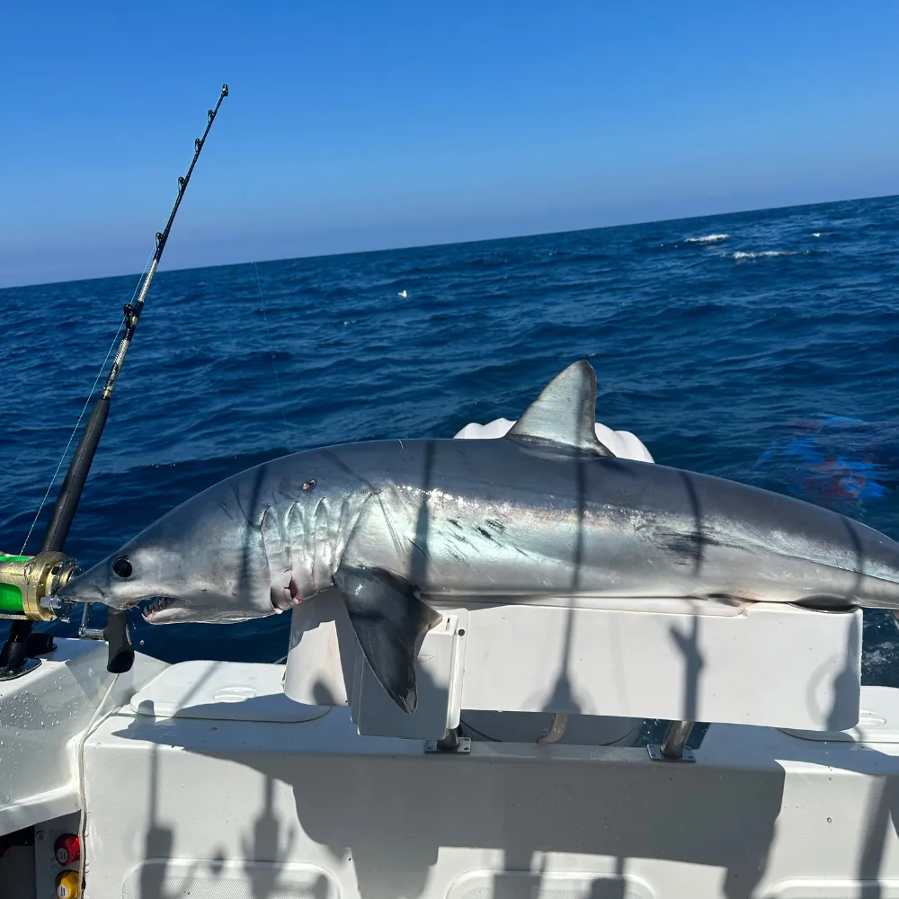 Bait Boards Direct